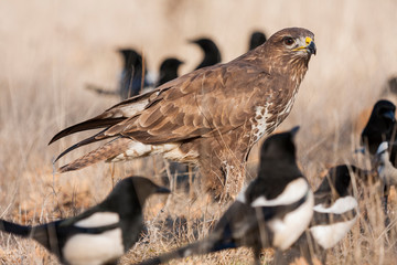 Common mousetrap, Buteo buteo, feeding on its prey on the ground between magpies