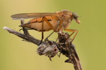 Schnepfenfliege Rhagio scolopaceus