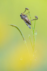 Schnepfenfliege Rhagio scolopaceus