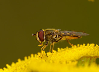 Schwebfliege