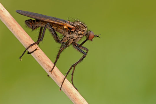 Tanzfliege Empis tesselata