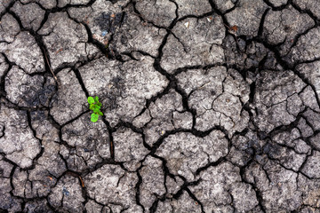 Emerging seedlings in the dry cracked earth the nature of combat changes 