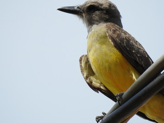 Pássaro de peito amarelo