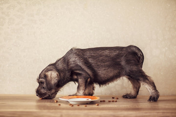 A small puppy of breed Schnauzer eats feed. The concept of proper nutrition of dogs.