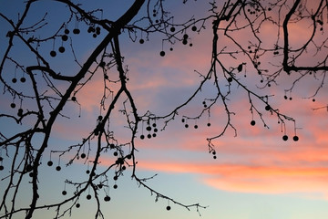 Fototapeta na wymiar Bare sycamore tree silhouette and colorful sunset sky. Selective focus.