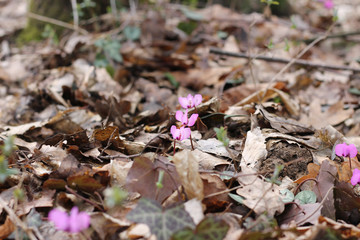 Spring flowers primroses-Crocus, cyclamen. The flower of the Crocus among the old, dried leaves. Close up. The view from the top. Blurred background. Horizontal photo. Spring. Day.
