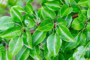 Green pear leaves after rain in summer time.