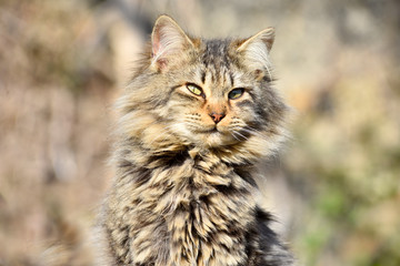Gatto Maine Coon