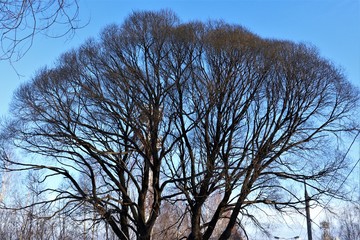 A large branchy tree without foliage against a blue sky.