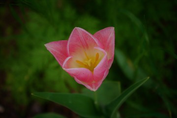 open pink tulip bud close-up on a background of blurry green leaves
