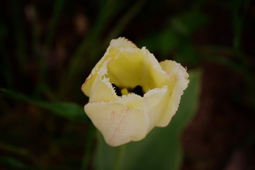 not fully opened bud of a white tulip close-up on a background of blurry green leaves