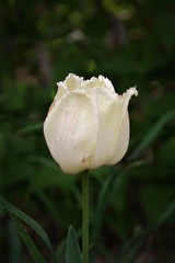 not fully opened bud of a white tulip close-up on a background of green leaves