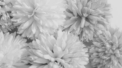 Beautiful abstract color brown and white flowers on white background and light black flower frame and brown leaves texture, black background, white banner happy valentine