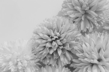 Beautiful abstract color brown and white flowers on white background and light black flower frame and brown leaves texture, black background, white banner happy valentine