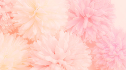 Beautiful abstract color orange purple and pink flowers on white background and white flower frame and pink leaves texture, light pink background, colorful banner happy valentine