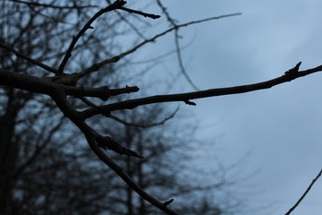 Frosted Branch