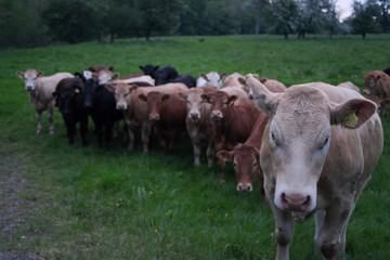 Obraz premium Group of brown cows in a farm field with a single cow in front