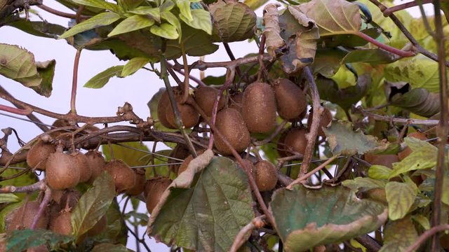 Kiwi on a kiwi tree plantation with with huge clusters of fruits. Garden with trees and organic fruits.