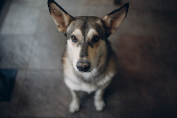 Stray dog with a hole in the ear