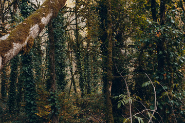 Fototapeta premium Moss trees in a dense forest