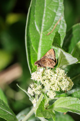 Brown skipper butterfly (Hesperiidae) sitting resting on a green leaf, Ishasha, Uganda, Africa