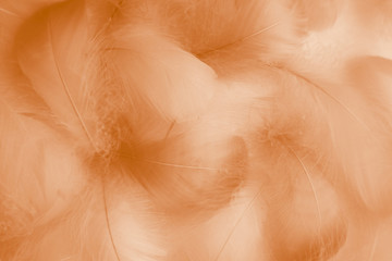 Beautiful abstract colorful yellow brown and white feathers on white background and soft white orange feather texture on white pattern and brown texture, orange background