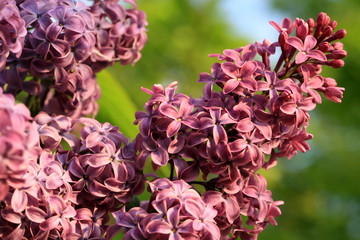 Lilac shrub in full bloom. Spring flower in home garden. 