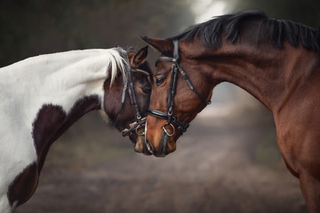 close up portrait of stallion and mare horses in love nose to nose sniffing each other on road in...