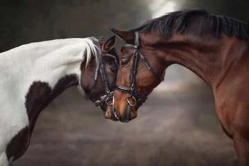 Foto auf Acrylglas Pferde Nahaufnahme Porträt von Hengst- und Stutenpferden in verliebter Nase an Nase, die sich auf der Straße im Waldhintergrund gegenseitig schnüffeln