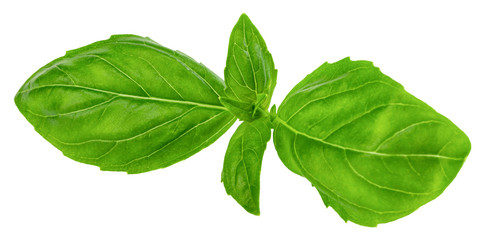 basil leaves isolated on white background with clipping path