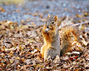 squirrel eating nut