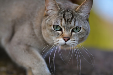 Portrait of golden burmilla cat, in outdoor, nature