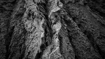 Bark of an old Tree