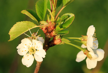 Profusely flowering young cherry tree in a village home orchard. Spring in orchard.