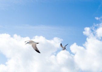 Seagulls Flying Over Miami Beach.