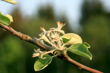 Profusely flowering young apple tree in a village home orchard. Spring awakening.