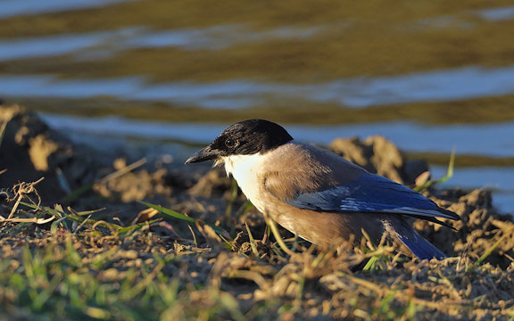 Cyanopica cooki, rabilargo, thinking what he is going to do.