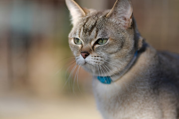 Potrait of golden Burmilla cat, in outdoor