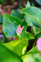 Beautiful Anthurium andraeanum (Flamingo Lily, Flamingo Flower, Anthurium or Tailflower)