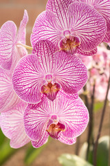 Purple orchids with blurred background. Purple orchids on the stalk