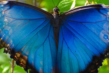 butterfly on leaf