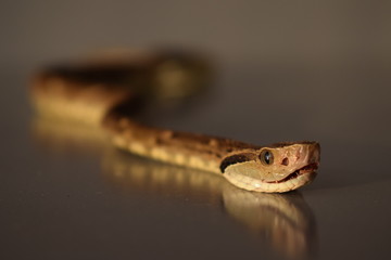 Bothrops jararaca