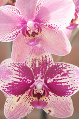 Fototapeta na wymiar Purple orchids with blurred background. Purple orchids on the stalk