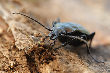 Gekörnter Laufkäfer Carabus granulatus
