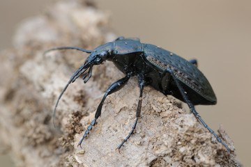 Gekörnter Laufkäfer Carabus granulatus