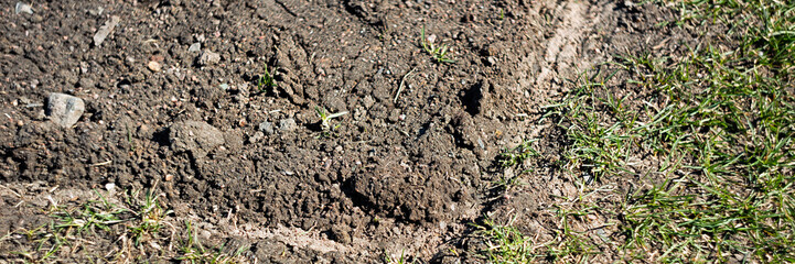 Long background with green grass at the garden bed