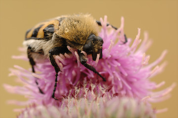 Pinselkäfer Trichius fasciatus