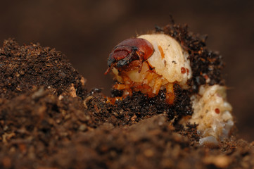Nashornkäfer Oryctes nasicornis