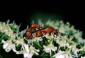 Roter Weichkäfer Rhagonycha fulva