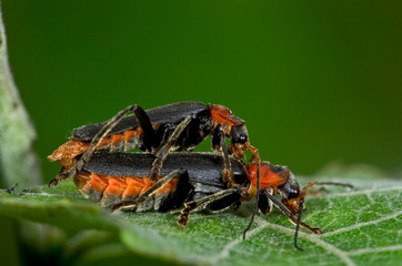 Soldatenkäfer Cantharis fusca